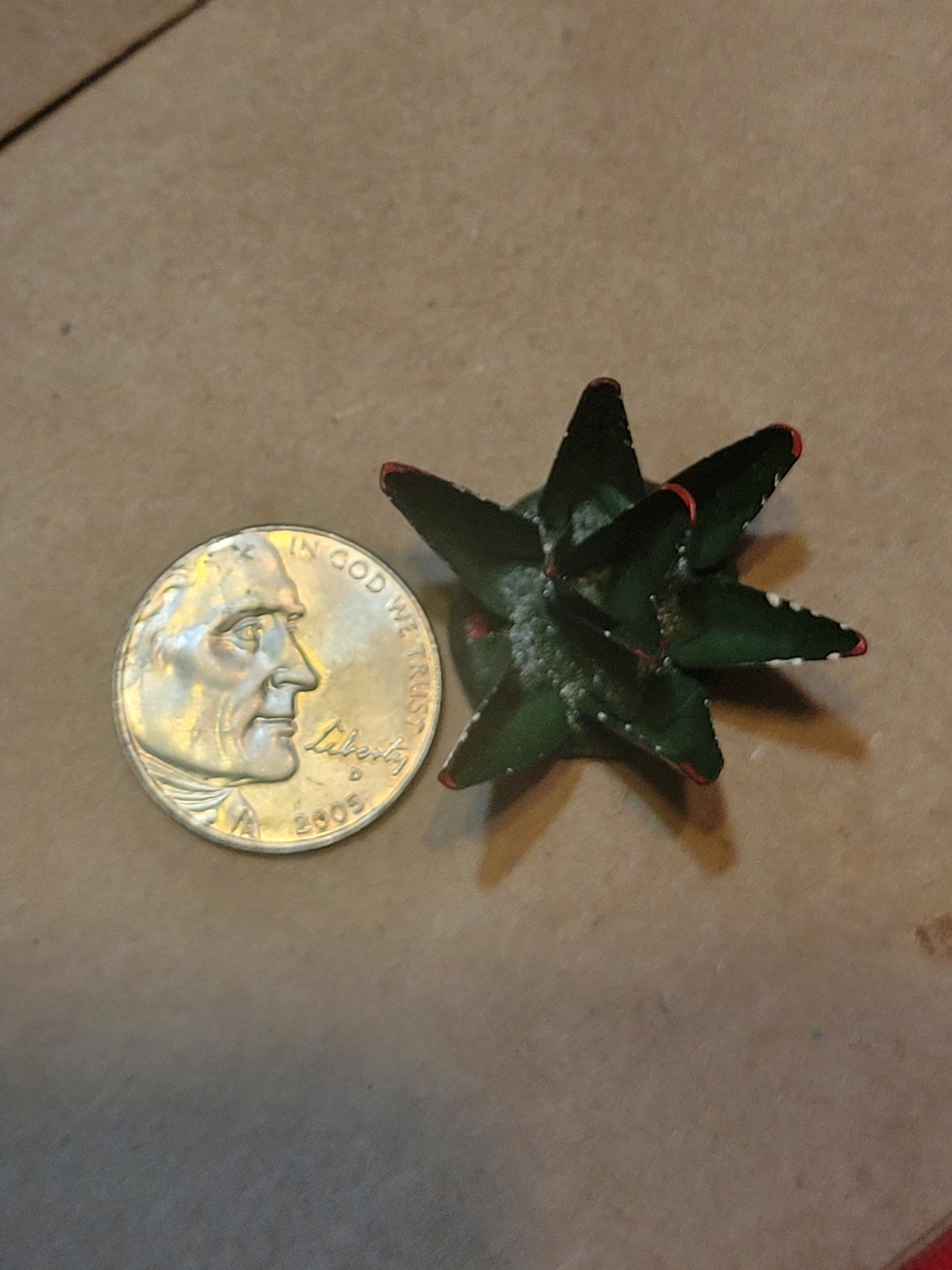 Mini Agave