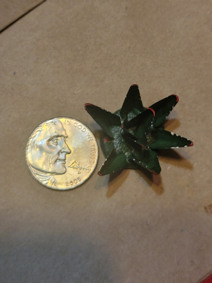 Mini Agave