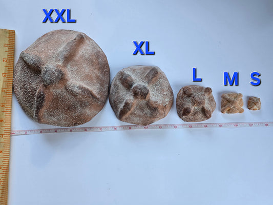 Pan de muertos